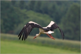 <p>ČÁP BÍLÝ (Ciconia ciconia) ----- White stork – Weißstorch</p>